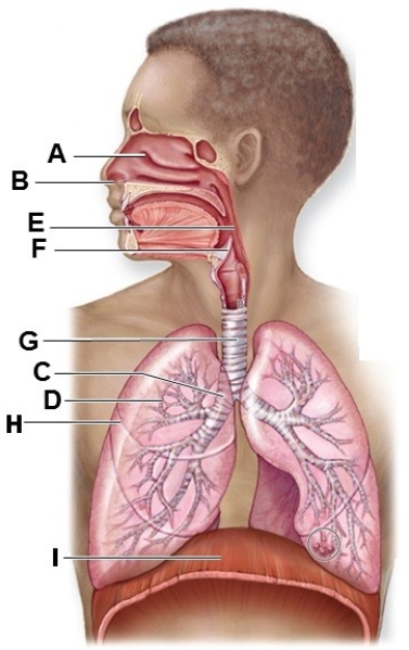 Identify the labeled structures of the respiratory system in the diagram. A: ________ B: ________ C: ________ D: ________ E: ________ F: ________ G.________ H: ________ I: ________