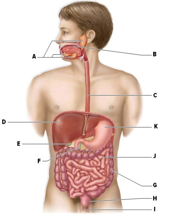 Identify the labeled structures of the digestive tract on the human body in the picture. A: ________ B: ________ C: ________ D: ________ E: ________ F: ________ G: ________ H: ________ I: ________ J: ________ K: ________
