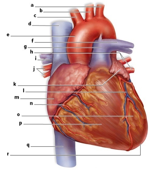 Use the word bank to identify the labeled structures on this diagram of the heart: apex,pulmonary trunk,aorta,right atrium,inferior vena cava,left pulmonary veins,right ventricle,left atrium,left subclavian artery,right pulmonary veins,left ventricle,right coronary artery,left common carotid artery,left cardiac vein,brachiocephalic artery,right pulmonary artery,superior vena cava,left pulmonary artery. a.________ j.________ b.________ k.________ c.________ l.________ d.________ m.________ e.________ n ________ f.________ o.________ g.________ p.________ h.________ q.________ i.________ r.________
