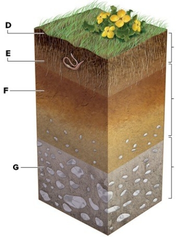Mature soil generally has three horizons.Label the soil horizons A,B,and C in the following picture.In addition,describe the contents of the horizons by labeling D through G. D.________ E.________ F.________ G.________