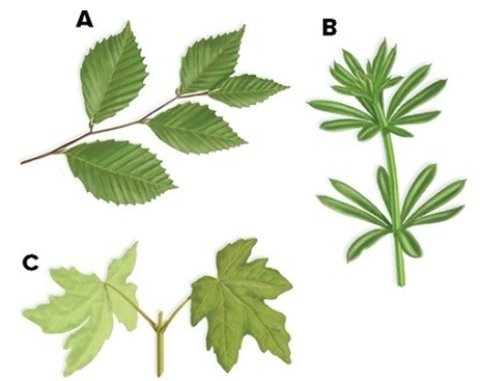 Label the leaf arrangements as opposite,whorled,or alternate. A.________ B.________ C.________