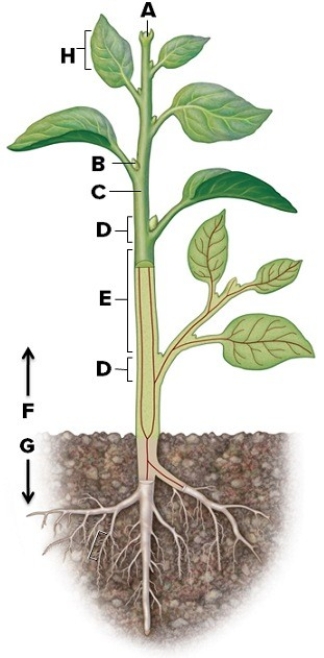Using the word bank,name the labeled structures.Briefly describe their function (shoot system,root system,terminal bud,internode,node,stem,axillary bud,leaf,petiole). A.________ B.________ C.________ D.________