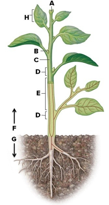 Using the word bank,name the labeled structures.Briefly describe their function (shoot system,root system,terminal bud,internode,node,stem,axillary bud,leaf,petiole). E.________ F.________ G.________ H.________