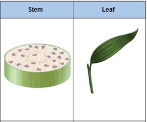 Identify this plant as a monocot or eudicot after examining its stem and leaf.