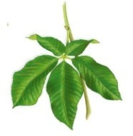 Identify the leaf pictured as a compound or simple leaf.Explain what observations were used to make your decision.