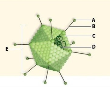 Name the labeled structures of the virus pictured in this figure. A: ________ B: ________ C: ________ D: ________ E: ________