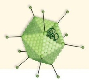 Imagine a researcher is trying to genetically engineer this virus so it attacks the lung cells of a human in order to infect the host with a particular gene to cure a genetic disorder.Explain which structure the researcher would be most interested in working with in order to get the virus to attack the lung cell of a human.
