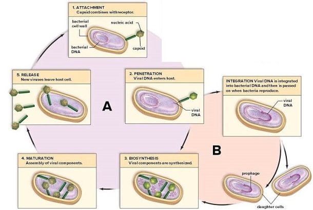 Study the life cycle diagram.Label A is the ________ life cycle.