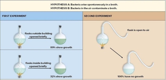 Pasteur's experiments are depicted in this diagram.Do the results of the first experiment confirm the prediction of Hypothesis A or Hypothesis B? Explain.