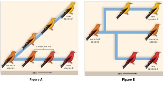 <strong>Which figure depicts a punctuated equilibrium model of evolution? </strong> A)Figure A B)Figure B