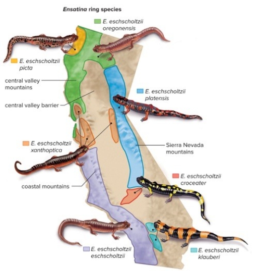 <strong>Members of the ancestral salamander species live in northern California.As they migrate southward,populations are separated by the Central Valley.With limited contact between populations on the east and west of the valley,genetic differences accumulate.What type of speciation occurs under these conditions? </strong> A)sympatric speciation B)allopatric speciation C)Both sympatric and allopatric speciation. D)Neither sympatric or allopatric.