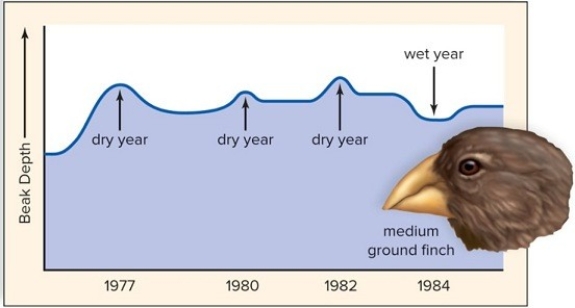 Explain how the graphed data of beak size and weather conditions is evidence for natural selection.