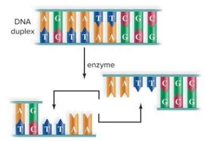 A.What type of enzyme is used to cleave DNA? B.What type of ends are produced? C.How do the ends function in cloning DNA?