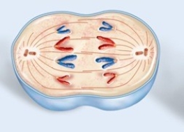<strong>What phase of mitosis is pictured? </strong> A)prophase B)prometaphase C)metaphase D)anaphase E)telophase