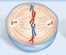 <strong>What phase of mitosis is pictured? </strong> A)prophase B)prometaphase C)metaphase D)anaphase E)telophase