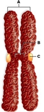 Name the labeled structures in the figure and answer the following questions. A.________ B.________ C.________ D.When the structures labeled A separate,what are they called? E.What is the function of the structure labeled C?