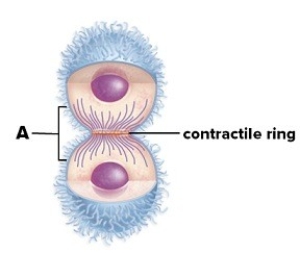 Answer the following questions concerning the following figure. A.Name the structure labeled A. B.What process is occurring in the figure? C.Is this an animal or plant cell? Explain