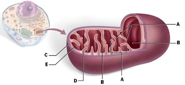 Identify A.  