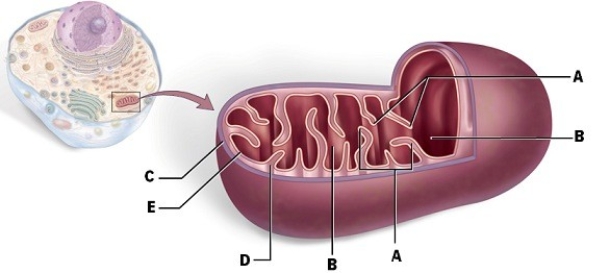 Identify E.  