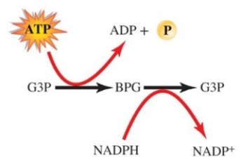 Characterize these reactions involved in the Calvin cycle.