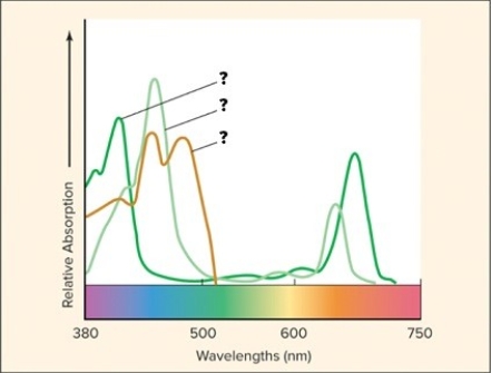 Use the data provided to identify the lines on the graph as the absorption spectrums of chlorophyll a,chlorophyll b,and the carotenoids. Max.absorption of chlorophyll a-430 & 662 nm Max.absorption of chlorophyll b-453 & 642 nm Max.absorption of carotenoids-bimodal; approx.450 & 490 nm