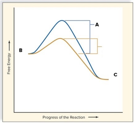 Study the graph shown here.The letter B depicts the ________,while C depicts ________.