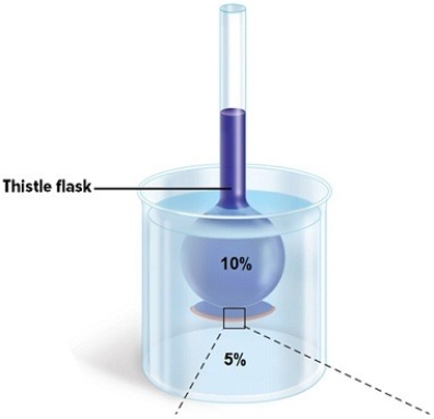 <strong>A 10% glucose solution is placed in the thistle tube.The thistle tube is placed in a beaker that contains a 5% glucose solution.Where is the highest concentration of water found? </strong> A)in the 10% solution B)in the 5% solution C)the concentration of water is the same in both solutions D)None of the answer choices