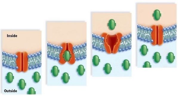 Study the series of pictures to identify the process as  