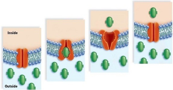 Study the series of pictures to identify the process through which materials are being transported across the membrane.Explain how you arrived at your answer.
