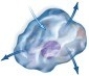 <strong>In the cell pictured,there is no net movement of water.The amount leaving the cell and entering the cell is the same.In what type of environment is this cell found? </strong> A)hypertonic B)hypotonic C)isotonic D)None of the above.