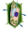 Is this cell an animal or plant cell? In what type of environment is this cell found? Is there a net movement of water into or out of the cell? Explain your answer.