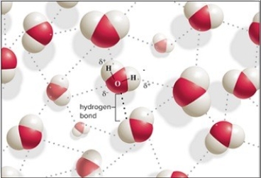   The hydrogen bonding is shown as dotted lines between the water molecules.Hydrogen bonding is the weak attraction between a covalently bonded hydrogen atom and an electronegative atom taking part in another covalent bond.It occurs between a partially positive hydrogen in one water molecule and a partially negative oxygen in another water molecule.The hydrogen has a partially positive charge and the oxygen has a partially negative charge because of the unequal sharing of electrons.
