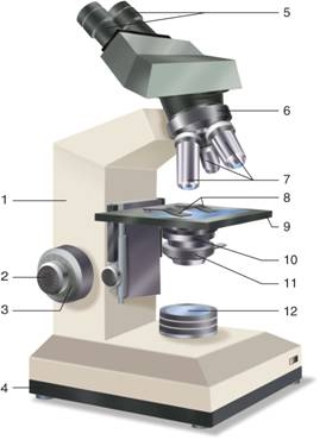 -Number 10 on this microscope is the ____, which contains the condenser and iris.