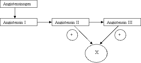 <strong>A 60-year-old hypertensive man is diagnosed with stenosis of a major renal artery. To compensate for decreased blood perfusion of the affected kidney, he produces an excess of the compound labeled X in the figure below. Which of the following best characterizes compound X? </strong> A) It causes arteriolar vasoconstriction. B) It is produced by juxtaglomerular cells of the kidney. C) It is secreted in response to infusions rich in Na<sup>+</sup>. D) It is under tight control of adrenocorticotropic hormone (ACTH). E) It promotes sodium retention and potassium excretion in the distal tubules of nephrons.