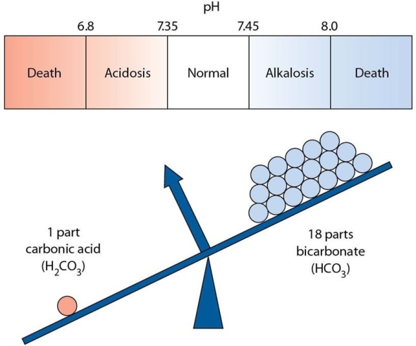 <strong>The nurse is identifying a diagram to use to explain a client's acid-base balance.Which imbalance does the following diagram suggest is occurring with the client? </strong> A)Metabolic acidosis B)Metabolic alkalosis C)Respiratory acidosis D)Respiratory alkalosis