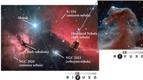 <strong>The Horsehead Nebula in Orion (see Figure 13-5 in the text) is a distinct dark region surrounded by brighter regions. The Horsehead is an example of </strong> A) an emission nebula. B) a black hole. C) a Bok gobule. D) a dark nebula.