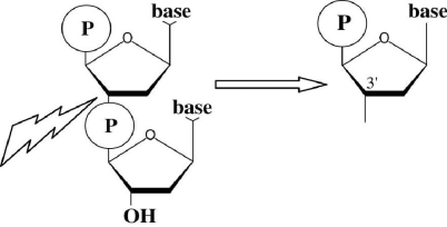 (a) approximately 1.712 (b) 1.723 and 1.700 (c) thymine = 20%, guanine = 30%, cytosine = 30% (d)  