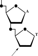 <strong>Is the accompanying figure DNA or RNA? ________ Is the arrow closest to the 5′ or 3′ end? ________ Spleen diesterase is an enzyme that breaks the covalent bond that connects the phosphate to the 5′ carbon. Assume that the dinucleotide is digested with spleen diesterase. To which base and to which carbon on the sugar is the phosphate now attached, A or T? </strong> A) DNA; 3′ end; T, 5′ B) RNA; 3′ end; A, 3′ C) DNA; 5′ end; A, 5′ D) DNA; 3′ end; A, 3′ E) RNA; 3′ end; T, 3′