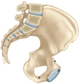<strong>The nurse is explaining pelvic measurements to a patient who is 20 weeks pregnant. On the diagram, which measurement should the nurse identify as being the smallest for the fetus to pass during delivery? </strong> A) A B) B C) C D) D