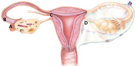 <strong>The nurse is reviewing the process of fertilization with a group of high school students. Which structure should the nurse identify as the location where fertilization of the ovum occurs? </strong> A) A B) B C) C D) D