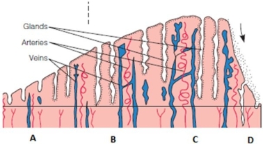 <strong>The nurse is reviewing the female reproductive cycle with a group of high school students. Which part of the following diagram identifies the menstrual phase of this cycle? </strong> A) A B) B C) C D) D
