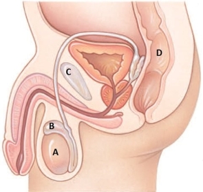 <strong>During health class the school nurse is reviewing the anatomy of the male reproductive system. Which structure should be identified as the location of sperm production? </strong> A) A B) B C) C D) D