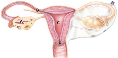 <strong>Where in the illustration below is the isthmus of the fallopian tube located? </strong> A) A B) B C) C D) D
