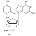 <strong>Which structure correctly represents the dinucleotide sequence GC that is found in DNA?</strong> A) B) C) D)