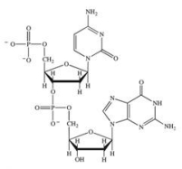 <strong>Which structure correctly represents the dinucleotide sequence GC that is found in DNA?</strong> A) B) C) D)