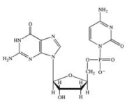 <strong>Which structure correctly represents the dinucleotide sequence GC that is found in DNA?</strong> A) B) C) D)
