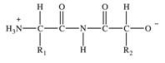 <strong>Proteins are long chains of amino acids joined together by peptide bonds.Which of the following properly depicts the peptide bond formed between two generic amino acids?</strong> A) B) C) D) E)