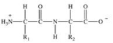 <strong>Proteins are long chains of amino acids joined together by peptide bonds.Which of the following properly depicts the peptide bond formed between two generic amino acids?</strong> A) B) C) D) E)