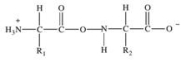 <strong>Proteins are long chains of amino acids joined together by peptide bonds.Which of the following properly depicts the peptide bond formed between two generic amino acids?</strong> A) B) C) D) E)