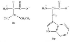 <strong>Which of the following best describes where the amino acids isoleucine and tryptophan are most likely to be found in the tertiary structure of a protein? </strong> A)at the N-terminal end of the protein B)at the C-terminal end of the protein C)on the exterior surface of the folded protein where contact with water is greatest, due to their hydrophilic nature D)in the interior of the folded protein away from water, due to their hydrophobic nature E)in the hydrophilic interior of the protein due to their ability to form side chain hydrogen bonds with each other